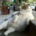 這只在土耳其超有名的貓咪突然去世，傷心的在地人決定隆重為它打造一個超有意義的雕像！