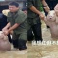 洪水來襲小豬被救出「開心燦笑」爆紅網路，網友趕工14張P圖「講心聲」爆笑！