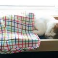 IKEA為收容所流浪貓捐出用心設計的「愛心床」，看了貓咪的試用效果大家都被萌哭了！