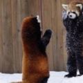 小貓熊打架前「威嚇」對方的動作真的太可愛，所有網友都被萌暈啦！