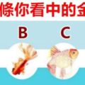 佔卜測試：下圖中選一條你看中的金魚，看看你明天走啥好運？