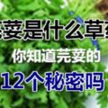 芫荽是什麼草藥，你知道芫荽的12個秘密嗎？