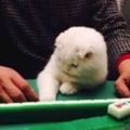 不止人會打麻將，連貓星人都學打麻將了，接下來讓我們看看這家貓咪打得如何！