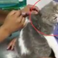 帶著貓咪去醫院打針，貓咪急忙抱著護士，直接嚇癱了