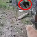 森林遛貓時遇到一隻黑熊，貓咪想都沒想就朝著黑熊發動攻擊，旁邊的鏟屎官被嚇得差點就跪倒地上！