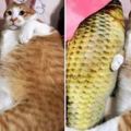 主人買了個魚抱枕給喵後，牠連睡覺都要抱著，網友：到底是貓太大還是魚太小？