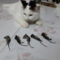 網友家的兩只貓，一晚上抓了五隻老鼠，網友是這樣獎勵它們的