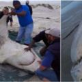 大白鯊被殘忍殺害，「肝臟」被直接挖掉..專家表示，凶手不是人類，而是「牠們」！.