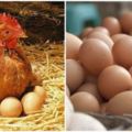辛苦生下的蛋被拿走，母雞不會生氣嗎？原來牠們只認得「這個」，真是呆萌得太可愛了！