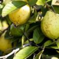 番石榴這種水果真的有降血糖的作用嗎？