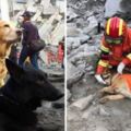 災難現場的四腳英雄　搜救犬為了尋找生還者「腳都磨破流血」全台感動哭！