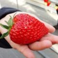 10個「現在開始天天吃草莓」的超有說服力原因，原來祛痘抗皺的美顏聖品不是叫假的