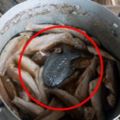 注意！到「柬埔寨」旅遊，絕對要記得別動菜裡的「這條鐵魚」，否則就會被所有人討厭！