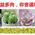 心理測試：下面4盆多肉，你會選哪盆？測你最近的命運如何