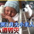 惡犬咬死1月大小主人終遭人道毀滅