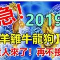 2019年，屬【羊雞牛龍狗】的人，貴人扶吉星照，翻身交好運，快來接