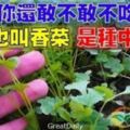 芫荽也叫香菜，是種中藥，能治好多疾病。看完你還敢不敢不吃？