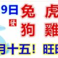 2月19日生肖運勢_兔、虎、羊大吉