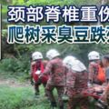 頸部脊椎重傷爬樹采臭豆跌死