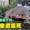 3野象誤食有毒香蕉死亡