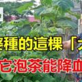 婆婆在家門前種的「大草」，用它來泡茶能「降血糖」婆婆一年得喝掉一大棵