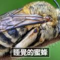 20張即使天天上網「還是沒看過」的驚訝照片