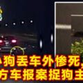 小狗丟車外慘死後方車報案捉狗主!