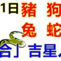 6月11日生肖運勢_豬、狗、羊大吉