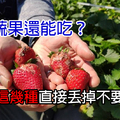 發霉蔬果還能吃？　專家：這幾種直接丟掉不要捨不得