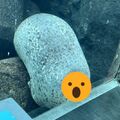 有間諜？水族箱裡驚見「岩石」長眼睛　網驚：怎麼是你啦