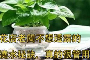 【養花妙招】花店老闆打死都不會透露的澆水秘訣，真的很管用！