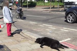 女飼主在豔陽下硬拖著狗狗在大街行走，傻眼的路人上前關心卻發現「狗狗已經死掉了」！