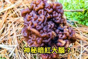 青年到山中散步卻看到地上一坨「噁心的暗紅大腦」，好奇PO網後網友卻大叫：「快撿走，你發了！」