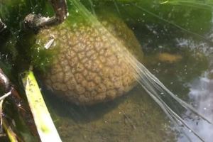 溫哥華淡水湖中有「似人腦果凍不明物」，拿起來一翻轉整個人都頭皮發麻！