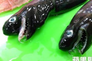 台東漁民捕獲「外星怪魚」　全球僅3處有