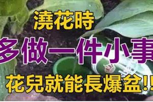 家居養花：養花從小處入手，澆花只要「多做一件小事」，花兒就能長爆盆！&阿公阿嬤「剝荔枝」的傳統方法，簡單又不沾手，年輕人看的目瞪口呆！