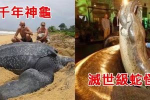 看完這些超巨型稀有生物，完全顛覆大家的想像，人類根本沒有資格佔據主宰世界的資格！