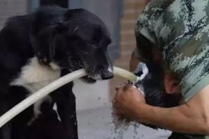 一隻搜爆犬參加的任務有300多次了，戰績赫赫，去世後戰友們都哭了！