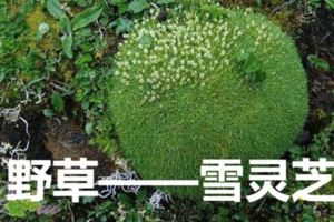 野草——雪靈芝。「人間仙草」，十年才能採摘，價格昂貴能醫治流感，肺炎，黃疸，筋骨痛苦哀痛，降血壓