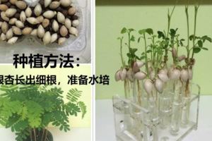 路邊落的種子撿回家，泡一泡丟盆裡，沒想到長成了小森林！