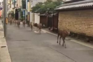 50隻奈良鹿逃向市中心「預示大阪地震的發生」！？女大生：「還以為牠們是吃草去了！」