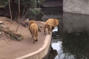 走路沒看路！獅子沒踩穩「撲通掉水池」變落湯獅　下一秒同伴超暖心反應被讚：超有義氣