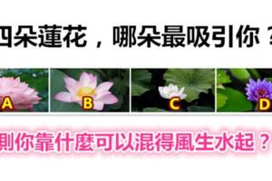 四朵蓮花，哪朵最吸引你？測你靠什麼可以混得風生水起？