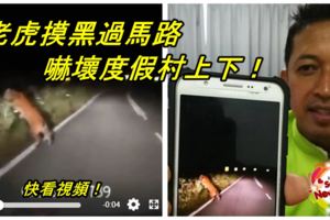 老虎摸黑過馬路嚇壞度假村上下！快看視頻！