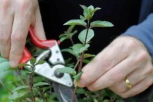 摘1片葉子，「泡水」就能喝，盆栽薄荷好處多，2種「體質」需遠離