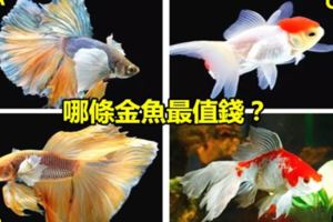 哪條金魚最值錢？測最近有什麼運氣砸到你頭上？