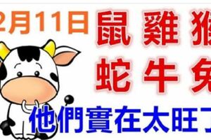 12月11日生肖運勢_鼠、雞、猴大吉