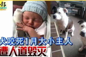 惡犬咬死1月大小主人終遭人道毀滅