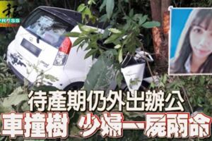 待產期仍外出辦公車撞樹少婦一屍兩命