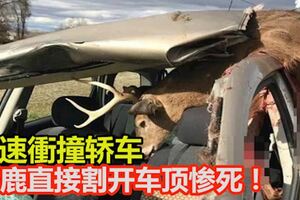 高速衝撞轎車野鹿直接割開車頂慘死